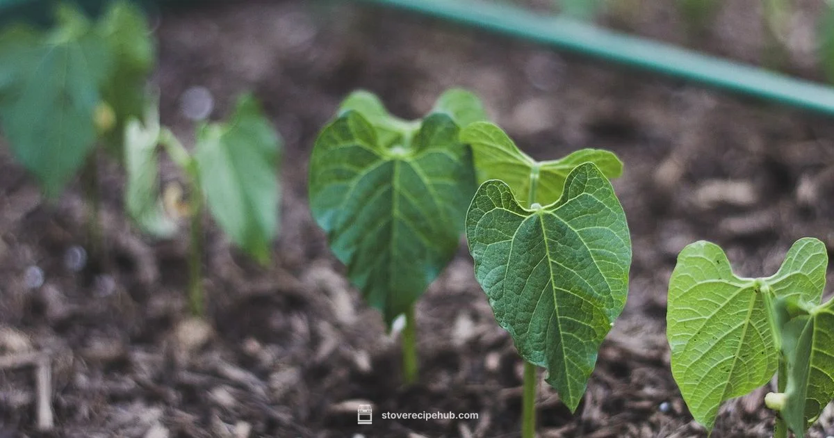 Stove-Top Beans - Stove Recipe Hub