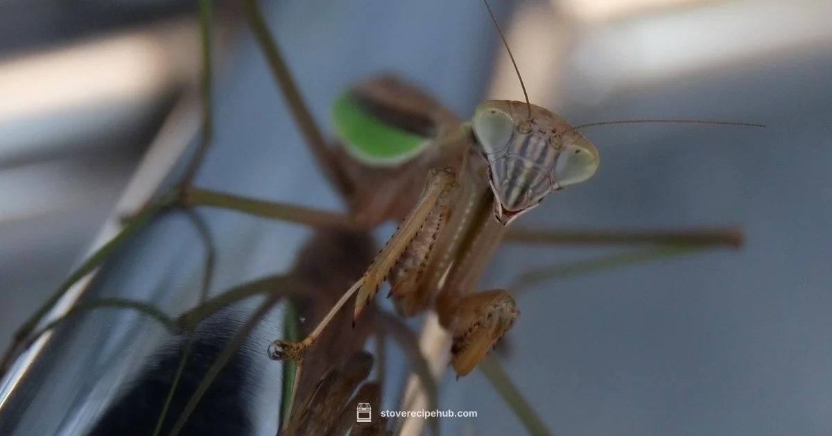 Electric Range Top Guide - Stove Recipe Hub