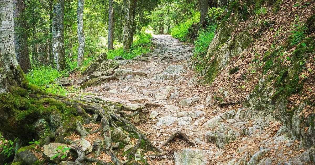 Best Camp Stove Best Camp Stove - Stove Recipe Hub