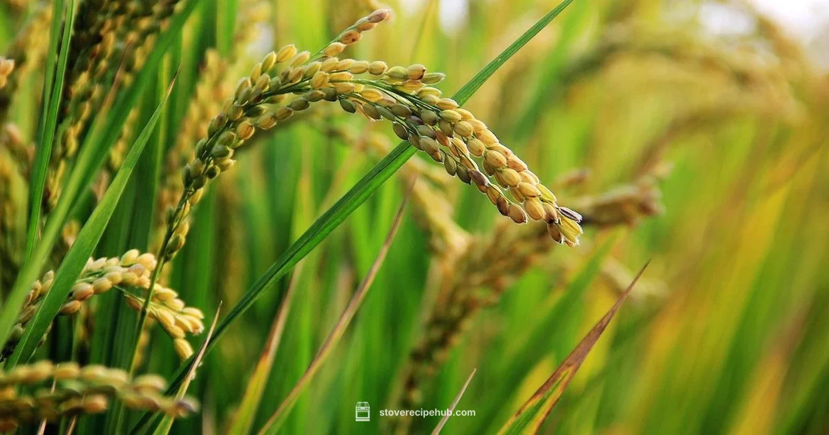 Perfect Stove Rice - Stove Recipe Hub