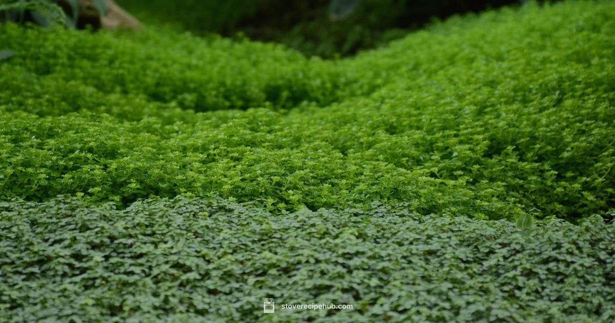 Stove Fridge Layout - Stove Recipe Hub